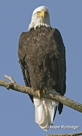 bald eagle