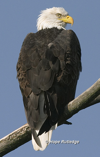 bald eagle
