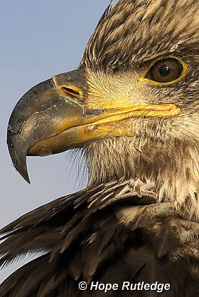 juvenile bald eagle