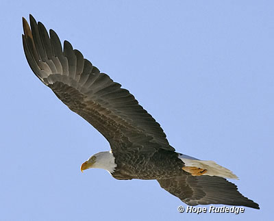 eagle