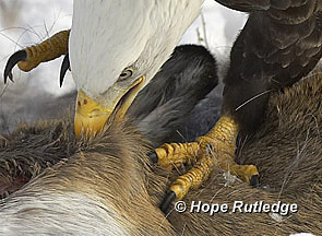 eagle on a deer carcass