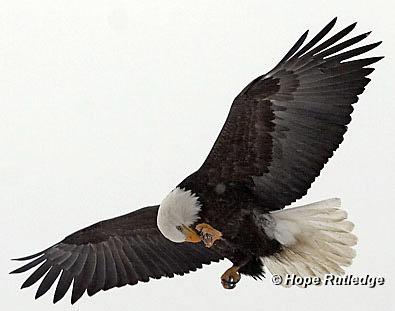 Eagle eating during flight