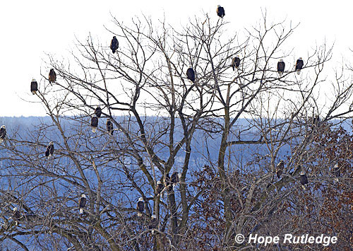 eagles