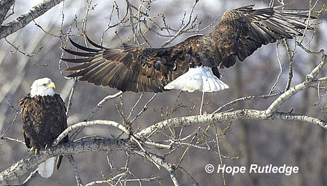 eagles