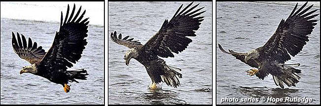 eagle fishing