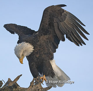 bald eagle landing on perch