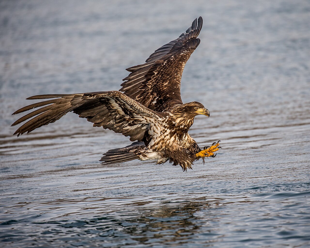 immature bald eagle