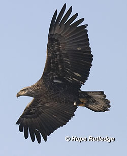 immature bald eagle