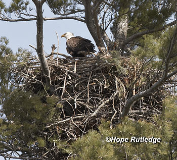 Bowl shaped nest