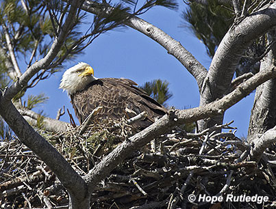 nesting eagle