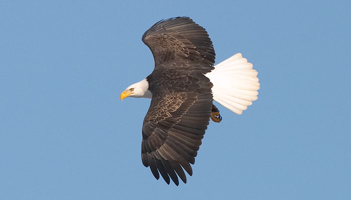 Bald Eagle Information Facts Photos Conservation BaldEagleInfo