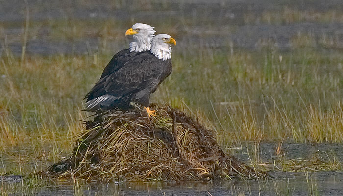 Bald Eagle Information Facts Photos Conservation BaldEagleInfo