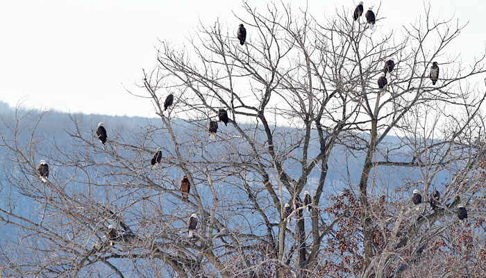 Bald Eagle Stories - True Tales & Legends | BaldEagleInfo.com